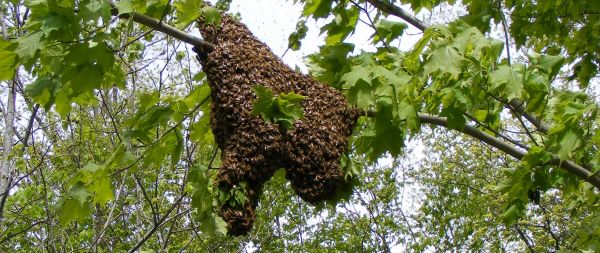 Honey Bee Swarm Removal